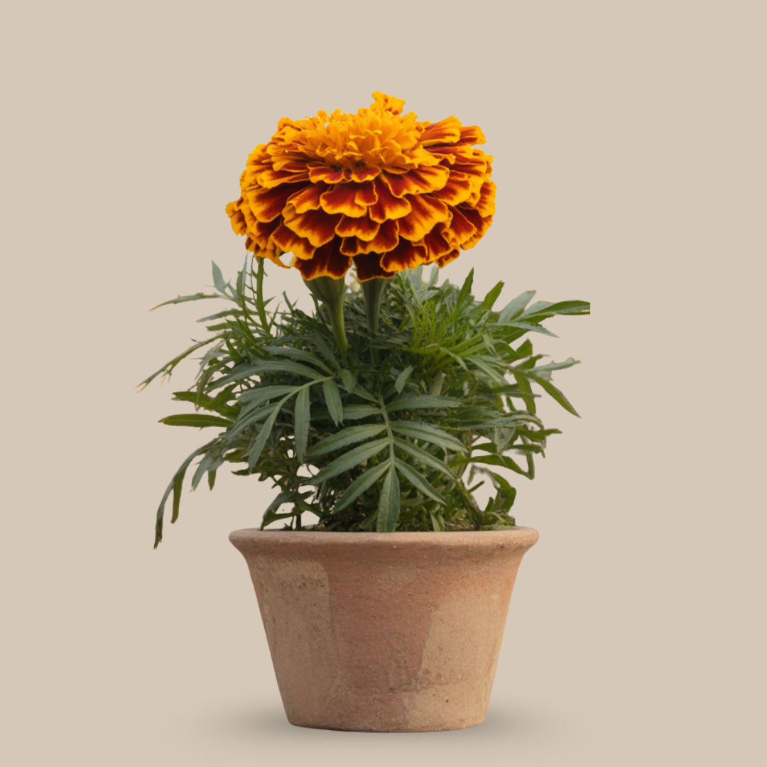 Marigold (Genda) – The Flower of Festivals, Fire & Divine Energy