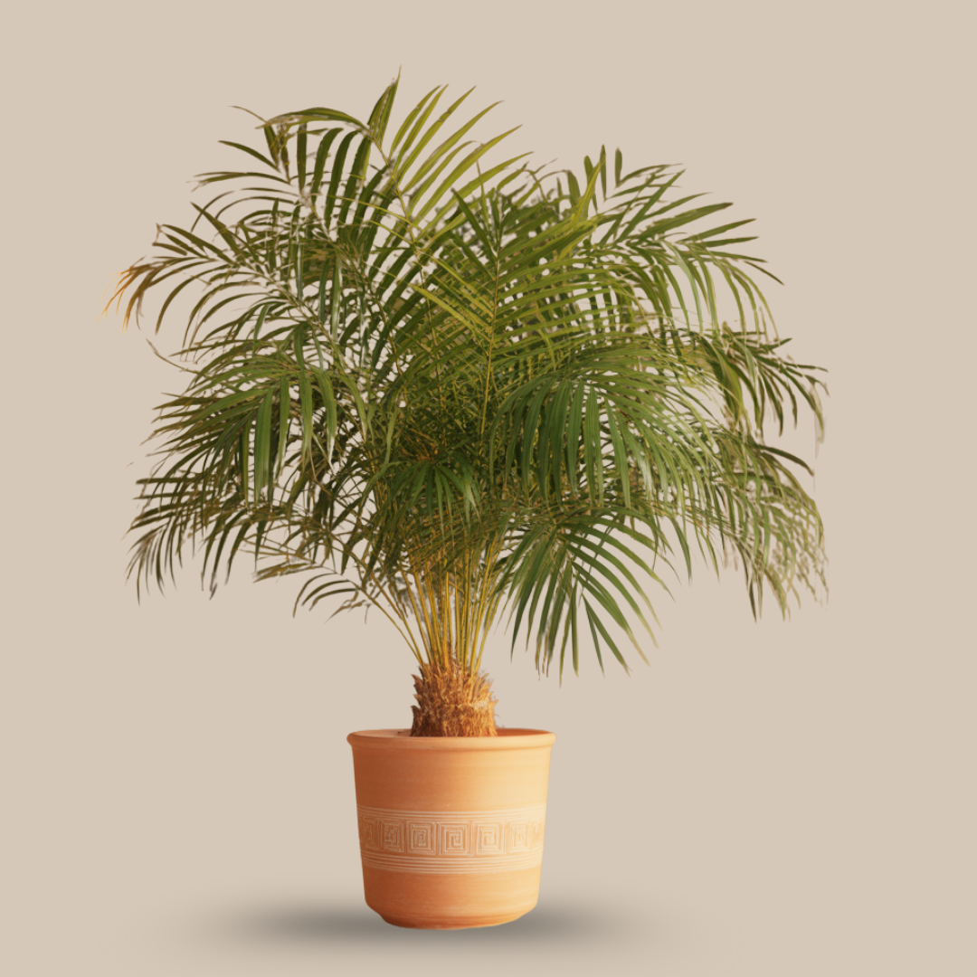 Areca Palm – The Air Element Purifier of Prosperity & Flow