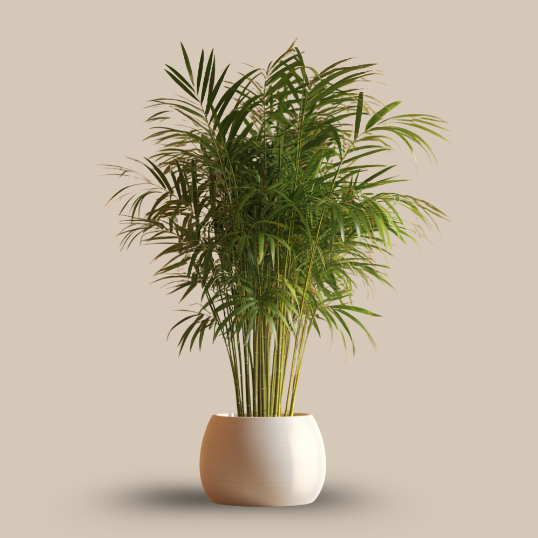 Bamboo Palm – The Gentle Healer & Vastu Balancer of the East