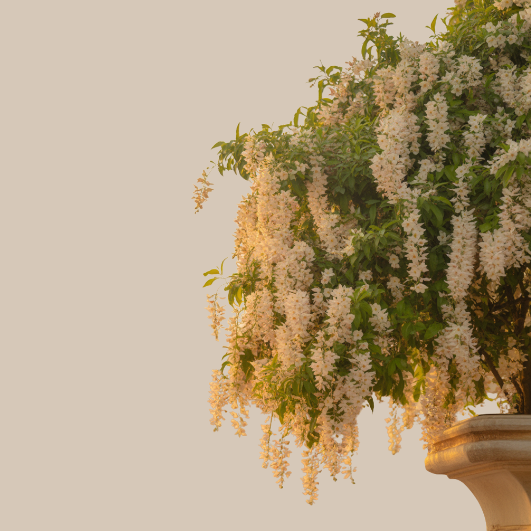 Parijat (Night Jasmine) – The Flower of Ether & Divine Dreams