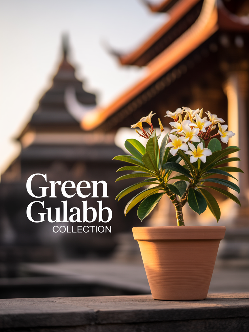 Champa – The Temple Flower